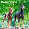 Dobermans | 2026 12 x 24 Inch (Hanging) Monthly Square Wall Calendar | Plastic-Free